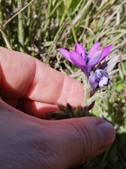 Babiana angustifolia