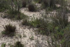 Diosma aspalathoides
