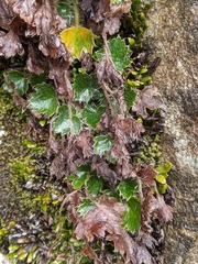 Dichosciadium ranunculaceum