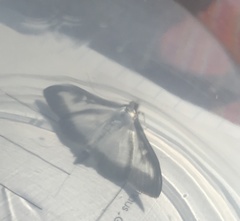 Cydalima perspectalis