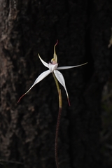 Caladenia rigida