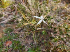 Caladenia rigida