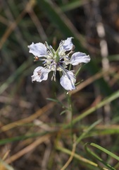 Nigella arvensis