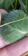 Hieracium villosum