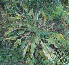 Beta trigyna