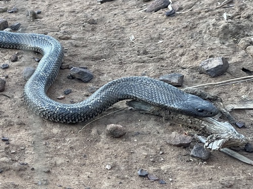 Blue-bellied Black Snake sighting