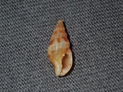 Pisania unicolor