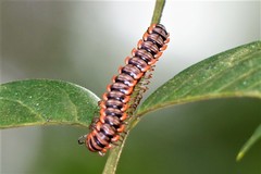 Antheromorpha