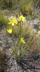 Bobartia parva