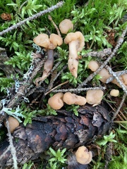 Cudonia confusa