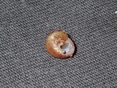 Eurytrochus strangei