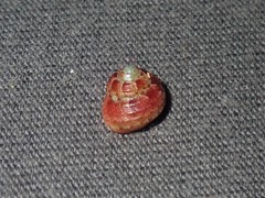 Eurytrochus strangei