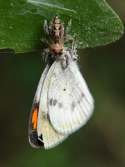 Colotis etrida