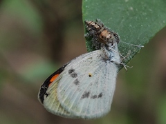 Colotis etrida