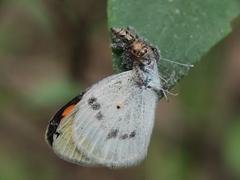 Colotis etrida