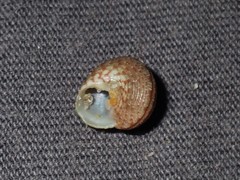 Eurytrochus strangei