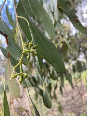 Eucalyptus ovata