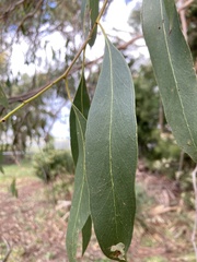 Eucalyptus ovata
