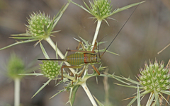 Ephippiger diurnus diurnus