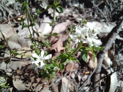 Orianthera serpyllifolia