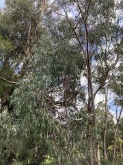 Eucalyptus ovata