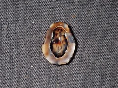 Patelloida latistrigata