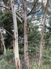 Eucalyptus ovata