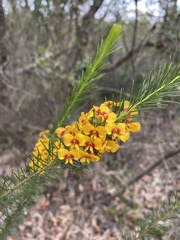 Dillwynia elegans