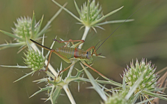 Ephippiger diurnus diurnus