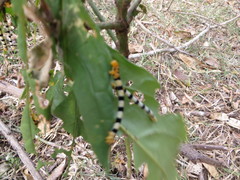 Mitriostigma axillare