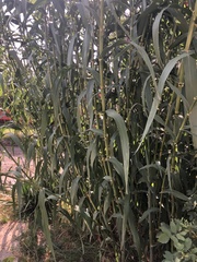 Phragmites australis