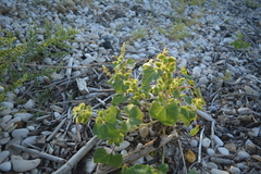 Xanthium strumarium strumarium