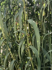 Phragmites australis