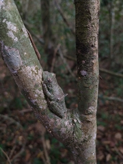 Itapotihyla langsdorffii