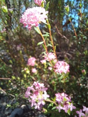 Pimelea preissii