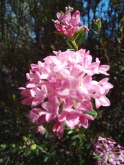 Pimelea preissii