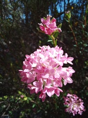 Pimelea preissii