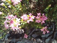Pimelea preissii