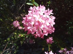 Pimelea preissii