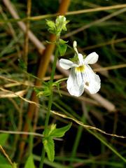 Nemesia albiflora