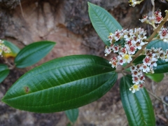 Miconia stenostachya
