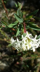 Pimelea lehmanniana