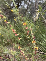 Bossiaea ensata
