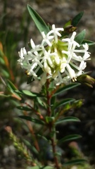Pimelea lehmanniana