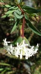 Pimelea lehmanniana