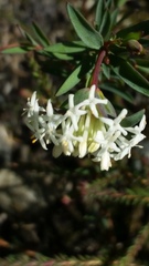 Pimelea lehmanniana