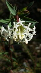Pimelea lehmanniana