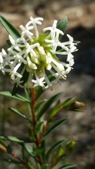 Pimelea lehmanniana