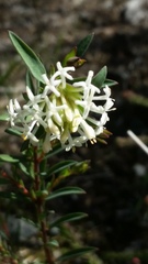 Pimelea lehmanniana