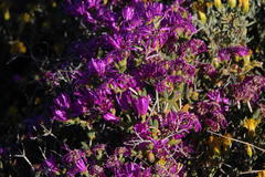 Ruschia centrocapsula